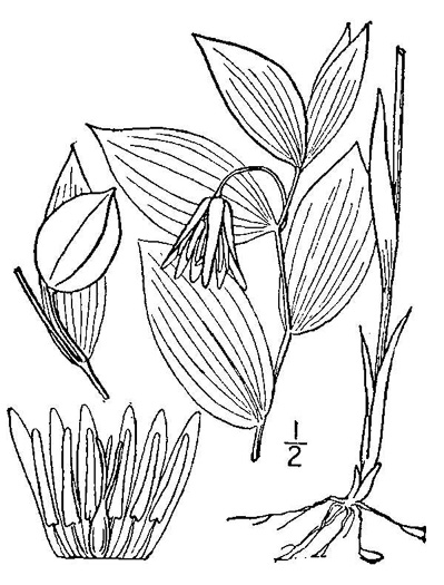 drawing of Uvularia puberula, Mountain Bellwort, Appalachian Bellwort, Carolina Bellwort, Coastal Bellwort