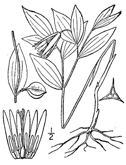 drawing of Uvularia sessilifolia, Wild-oats, Sessile-leaf Bellwort, Straw-lily