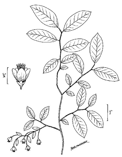 image of Vaccinium stamineum var. 1, Dwarf Deerberry
