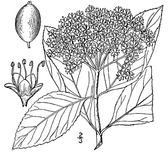 drawing of Viburnum cassinoides, Northern Wild Raisin, Witherod, Shonny Haw, Shawnee Haw