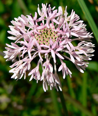 image of Marshallia mohrii, Coosa Barbara's-buttons