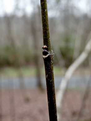 image of Staphylea trifolia, Bladdernut