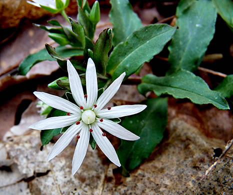 image of Stellaria pubera, Star Chickweed, Giant Chickweed, Great Chickweed, Common Starwort