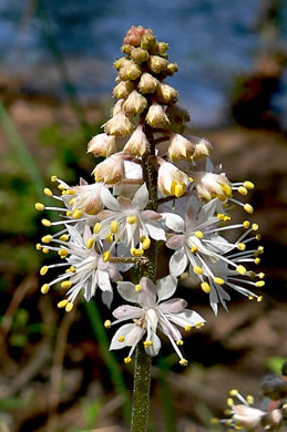 Tiarella wherryi, Wherry's Foamflower
