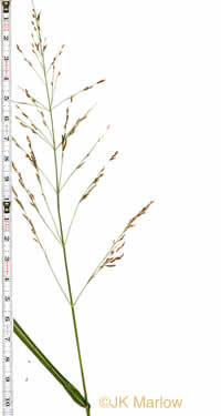 image of Sorghum halepense, Johnsongrass