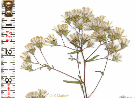 image of Brickellia eupatorioides, Eastern False-boneset, Eastern False-eupatorium, Eastern Kuhnia