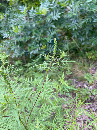 Ambrosia porcheri, Outcrop Ragweed, Flatrock Ragweed