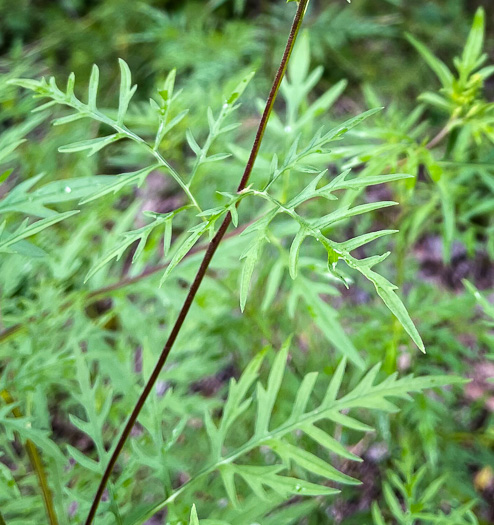 Ambrosia porcheri, Outcrop Ragweed, Flatrock Ragweed
