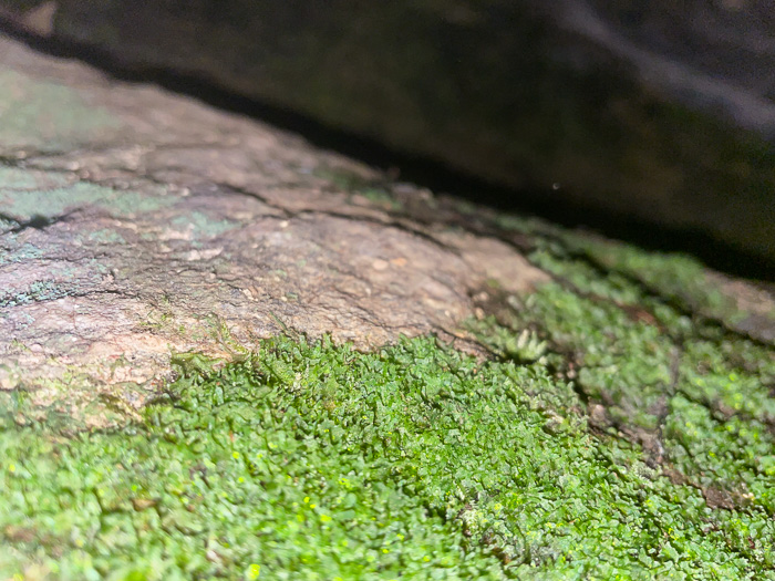 Vittaria appalachiana, Appalachian Shoestring Fern, "Appalachian gametophyte"