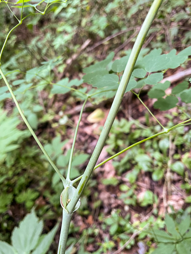 Thalictrum coriaceum, Appalachian Meadowrue, Maid-of-the-mist