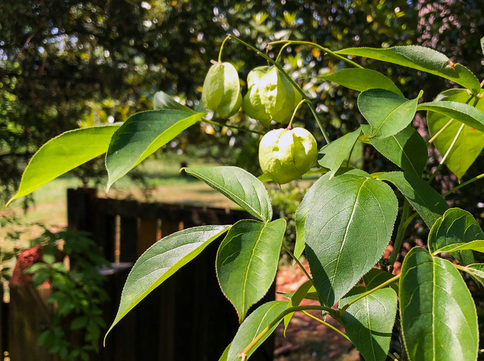 image of Staphylea trifolia, Bladdernut