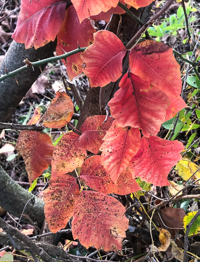 image of Toxicodendron radicans var. radicans, Eastern Poison Ivy