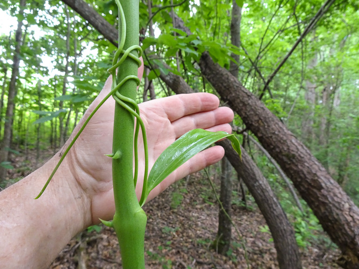Smilax laurifolia, Bamboo-vine, Blaspheme-vine, Wild Bamboo, Laurel-leaf Greenbriar