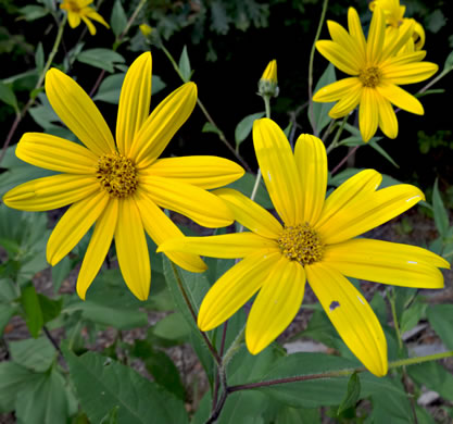 image of Helianthus tuberosus, Jerusalem Artichoke