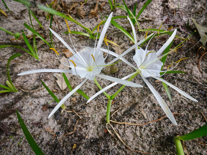 Hymenocallis crassifolia, Carolina Spiderlily, Florida Spiderlily