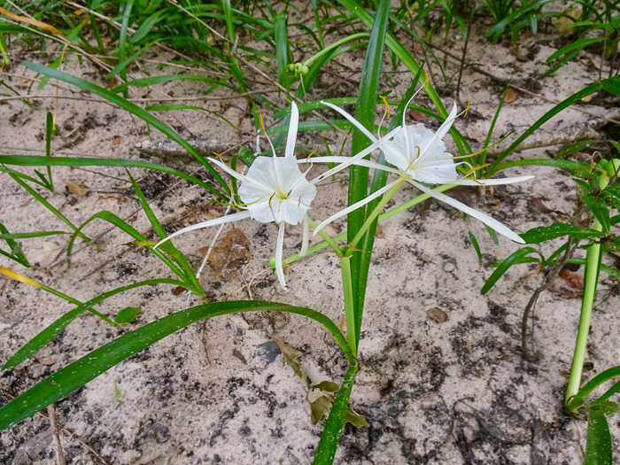 Hymenocallis crassifolia, Carolina Spiderlily, Florida Spiderlily