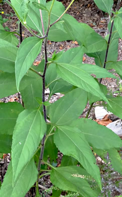 image of Helianthus tuberosus, Jerusalem Artichoke