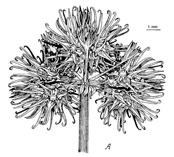 drawing of Sanicula canadensis var. canadensis, Canada Sanicle, Black Snakeroot, Canadian Black-snakeroot