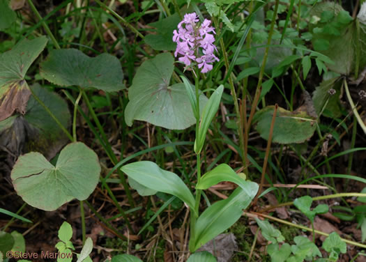 Platanthera grandiflora, Large Purple Fringed Orchid, Plume-royal, Greater Purple Fringed Orchid