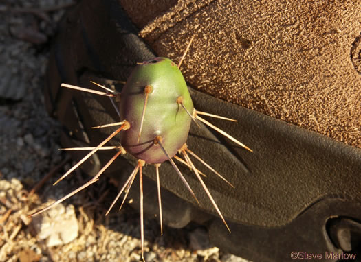 Opuntia drummondii, Dune Prickly-pear, Dune Devil-joint, Devils-joint Cactus, Little Prickly-pear