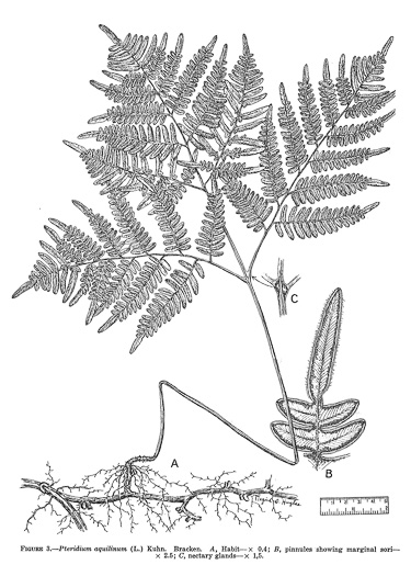 drawing of Pteridium latiusculum, Eastern Bracken, Brake