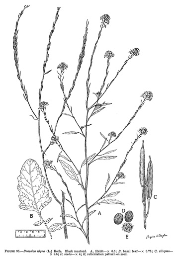 image of Rhamphospermum nigrum, Black Mustard, Charlock