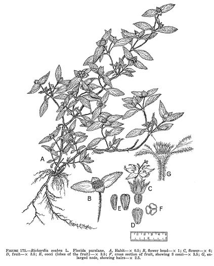 image of Richardia scabra, Rough Mexican-clover