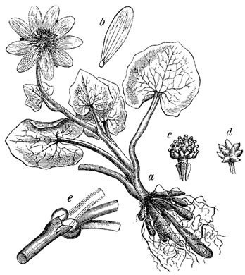 drawing of Ficaria verna ssp. calthifolia, Fig Buttercup, Lesser Celandine, Pilewort