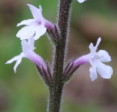 image of Verbena carnea, Carolina Vervain, Carolina False Vervain