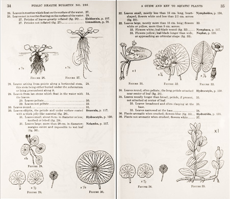 page from A Guide and Key to the Aquatic Plants of the Southeastern United States by Don E. Eyles, J. Lynne Robertson, Jr., with original drawings by Garnet W. Jex