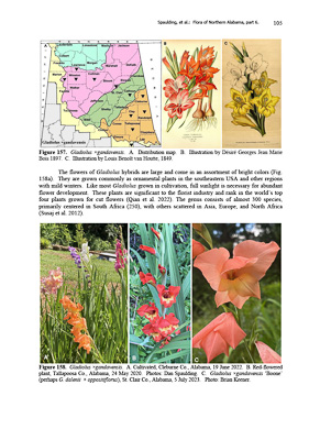 page from Flora of northern Alabama, Daniel D. Spaulding et al., 2023