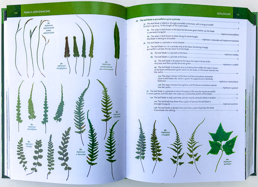 page from Ferns, Spikemosses, Clubmosses, and Quillworts by Emily Sessa