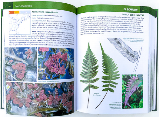 page from Ferns, Spikemosses, Clubmosses, and Quillworts by Emily Sessa
