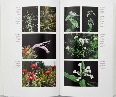 page from Wildflowers of the Southern Mountains by Richard M. Smith