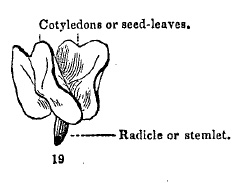 cotyledons