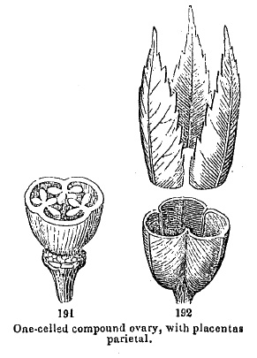 one-celled compound ovary with placentas parietal